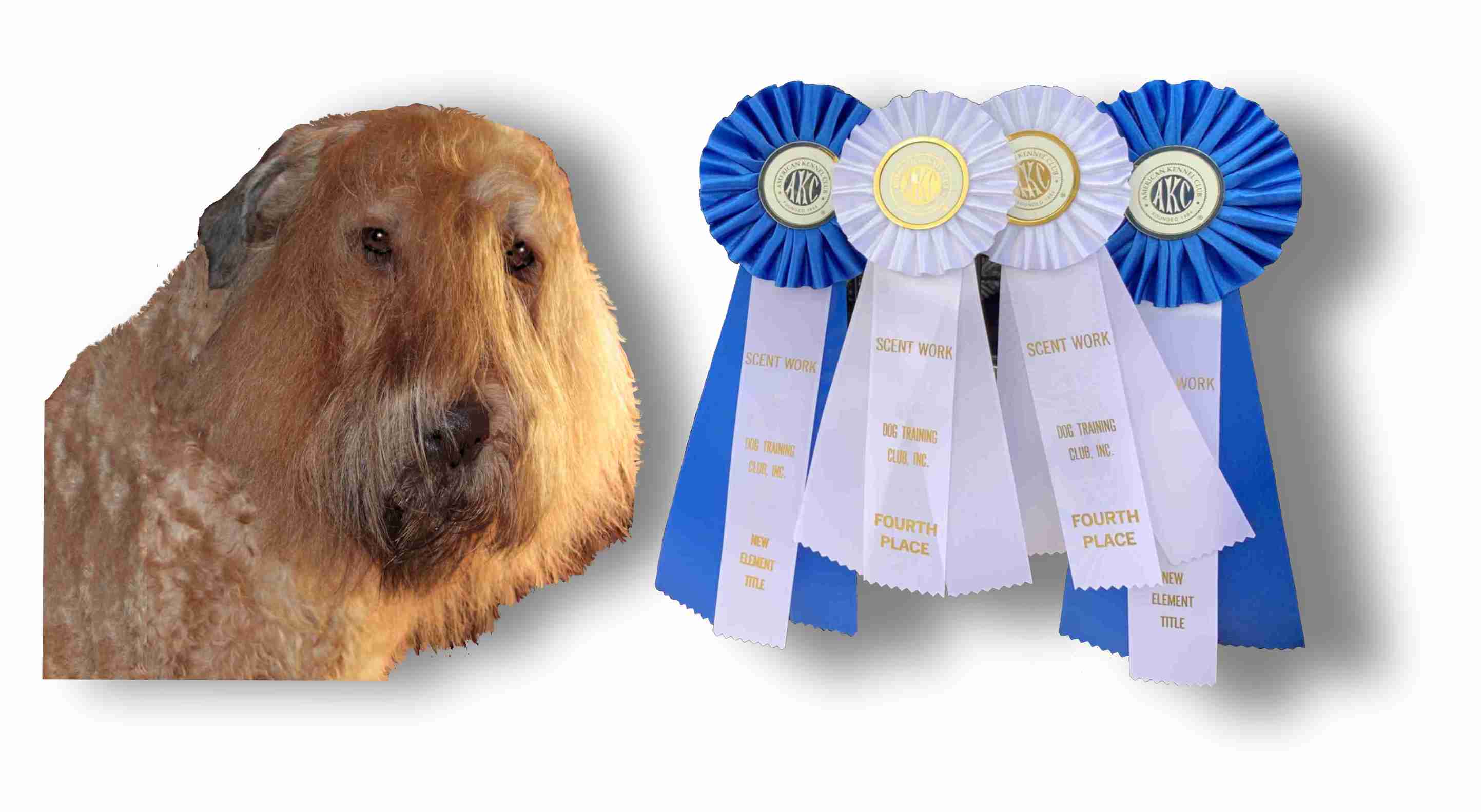 Scent work and The Bouvier des Flandres